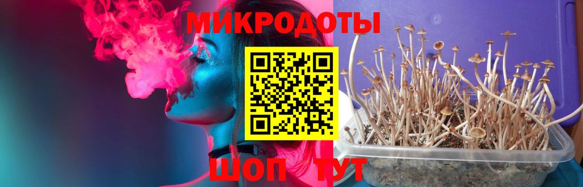 Галлюциногенные грибы Psilocybe  Вход с VPN  Красноуфимск 